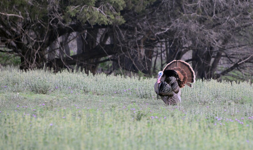 A turkey