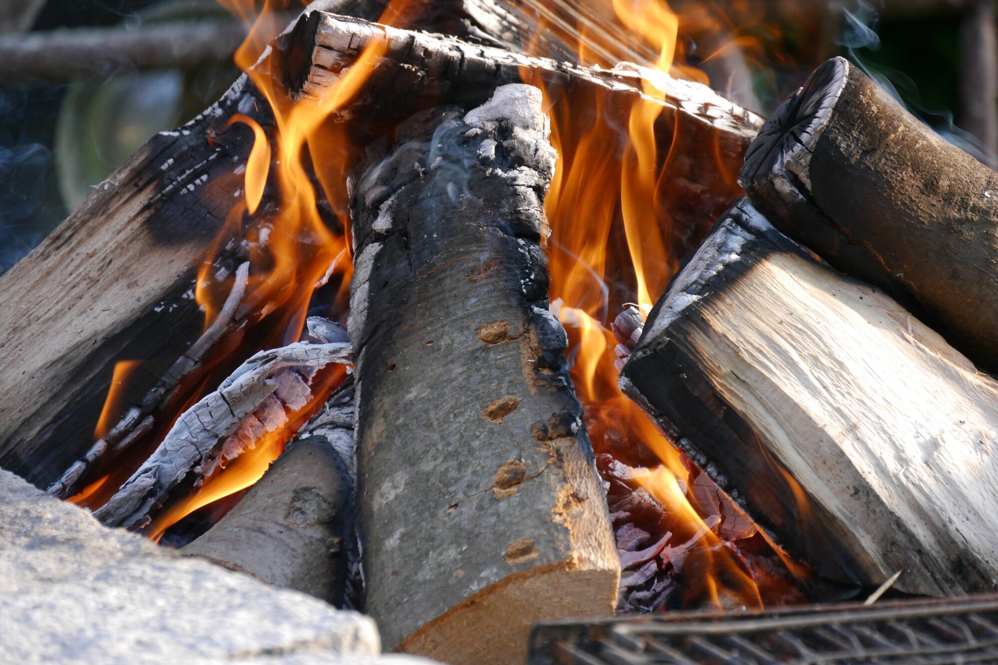 All Things Outdoors: The do's and don'ts of moving firewood episode artwork