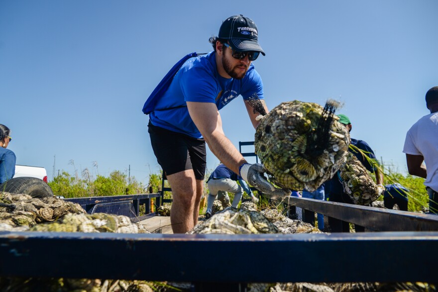 A volunteer tosses a bag of recycled oyster shells into the bed of a truck that will be used to build an oyster reef to protect an eroding Indian mound in Plaquemines Parish, Louisiana, on April 22, 2022.