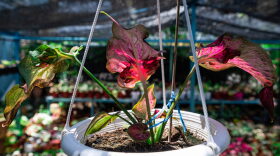 This picture taken shows a caladium plant for sale at a nursery.