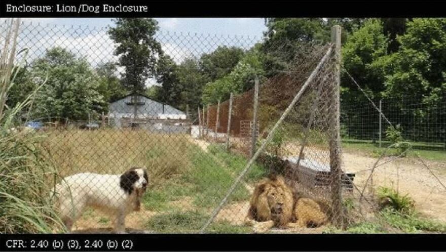 A dog and lion lounge together inside an enclosure in this photo taken by a USDA inspector in June 2013.