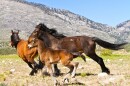 A new rule could make it easier for wild horses to be sent illegally to slaughterhouses in Mexico.