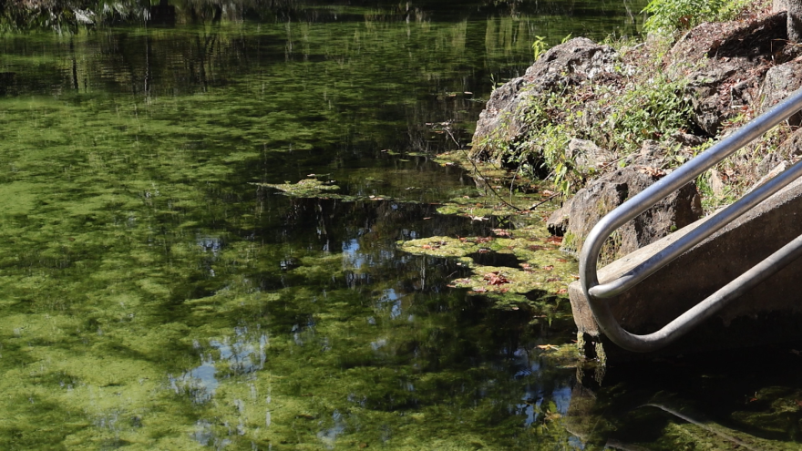 Las algas verdes crecen en el manantial de Poe. El color verde del agua es un claro indicio de contaminación. Foto por: Marina Meretz.