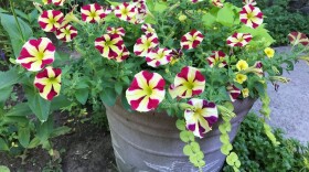 Petunias and other plants together in a pot