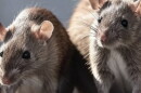 Close up of two rats, with pretty fluffy fur and their whiskers backlit by the sun. 
