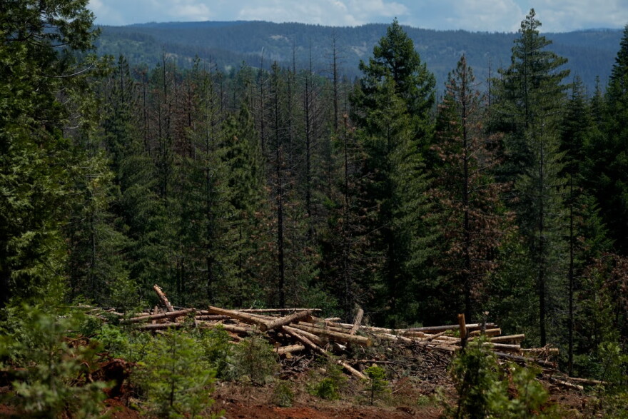 Cut down trees are visible at the site of a timber sale in the Tahoe National Forest, June 6, 2023, near Camptonville, Calif.