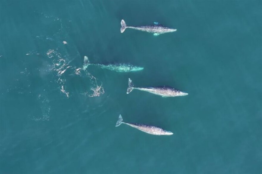 A birds' eye view of four gray whales.
