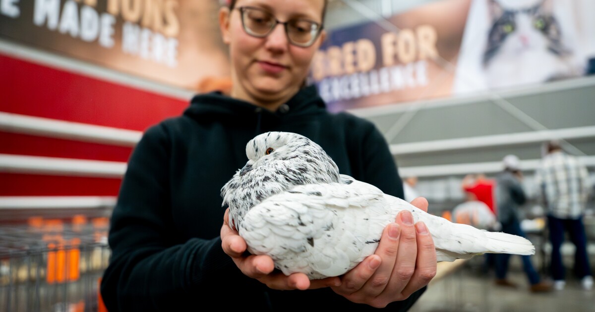 Photos: Pigeon fanciers flock to St. Louis to showcase rare and award-winning birds
