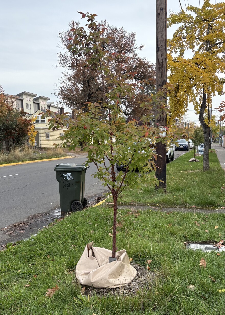A newly planted tree sits in the right-of-way of a street in East Eugene.