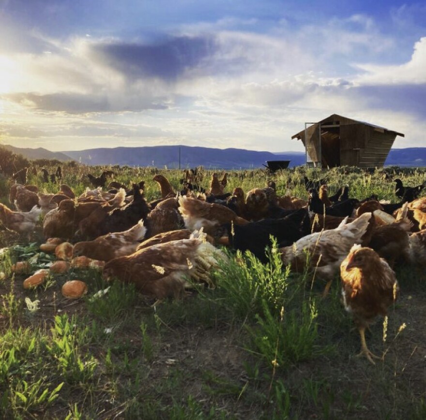 A flock of chickens in a grassy area.