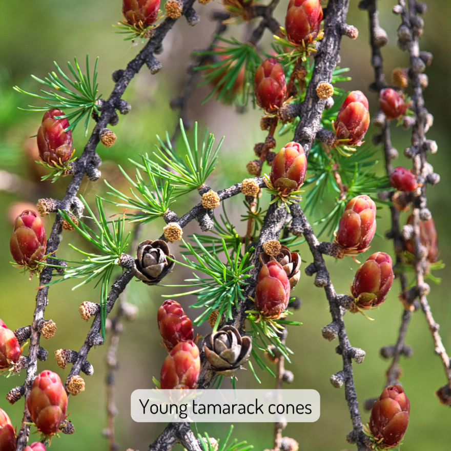 Young tamarack cones