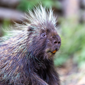 A large brown porcupine with blonde quills, black eyes, and large orange teeth sits at three-quarters profile to the camera.