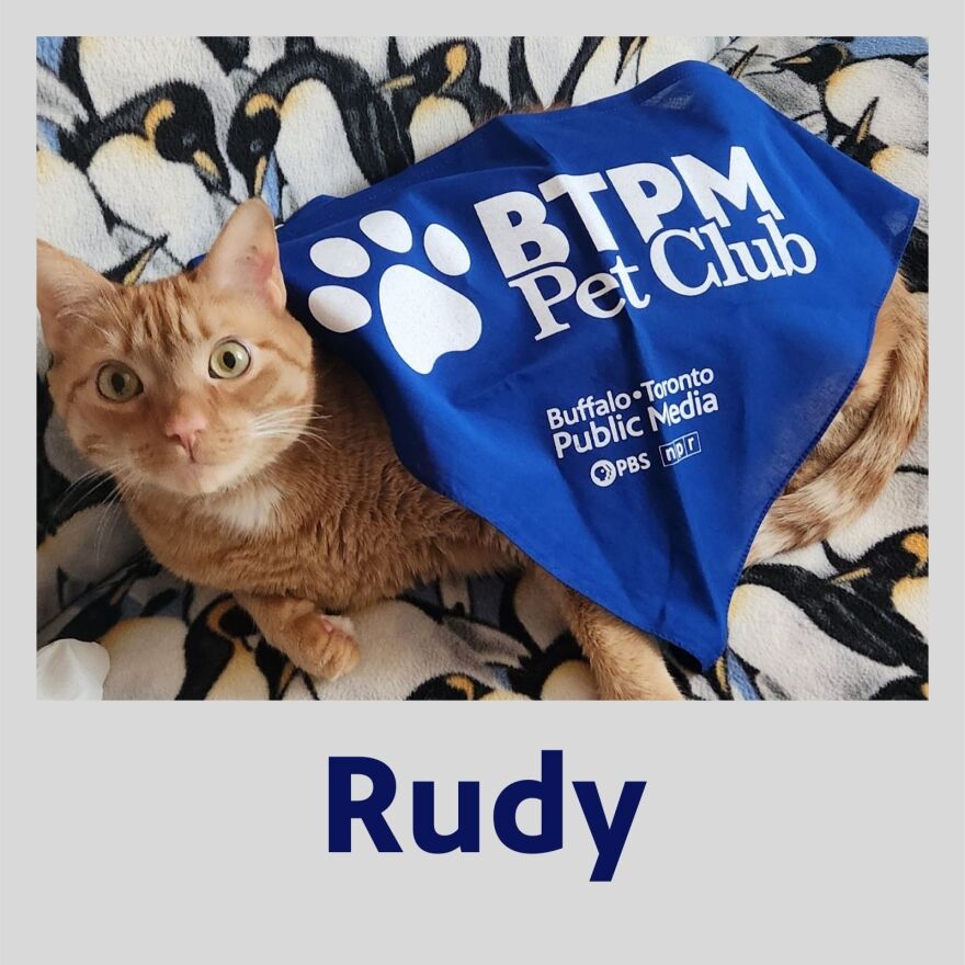 Photo of Rudy the cat in a polaroid frame with their name in blue text underneath