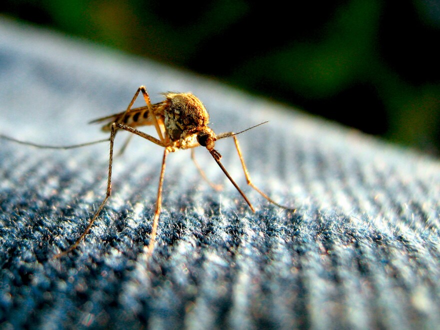Mosquitoes can carry at least a dozen emerging diseases that researchers warn could become a threat in the future.