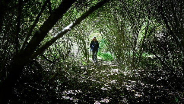Robin Tracey, Environmental Education Specialist at Tuscarora State Park, walks the Spirit of Tuscarora trail.