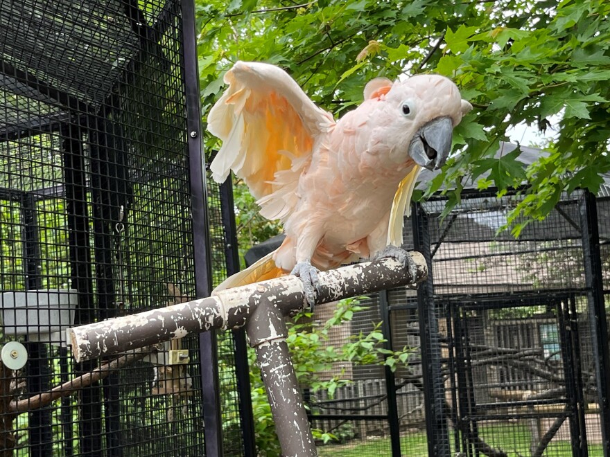 Henry the 27-year old Salmon Crested Cockatoo at the Miller Park Zoo is excited.