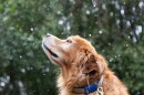 WFSU's buddy Chip enjoys snow flurries on Jan. 31, 2026