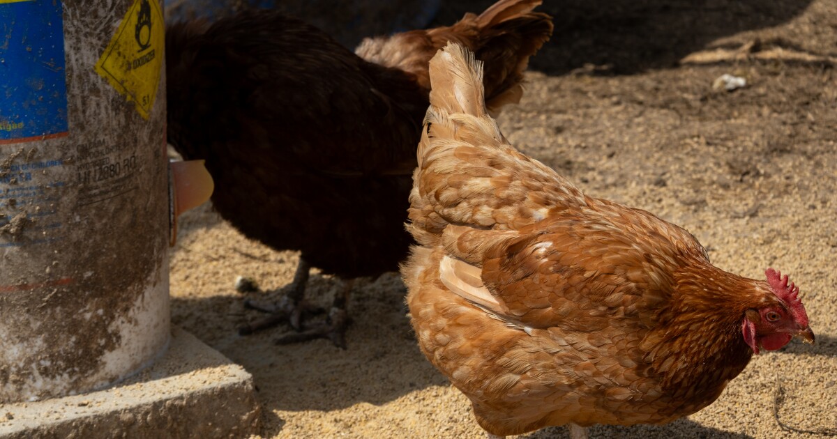 Working with chickens: A small farm in Barnwell County and the dream of expansion