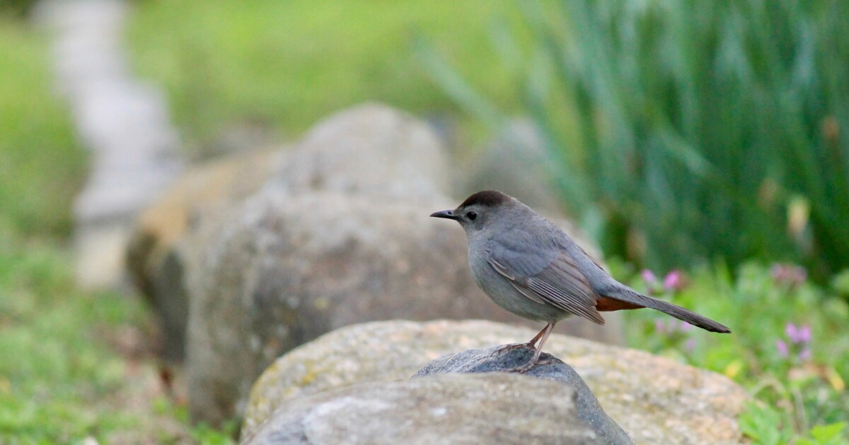 Gray Catbird