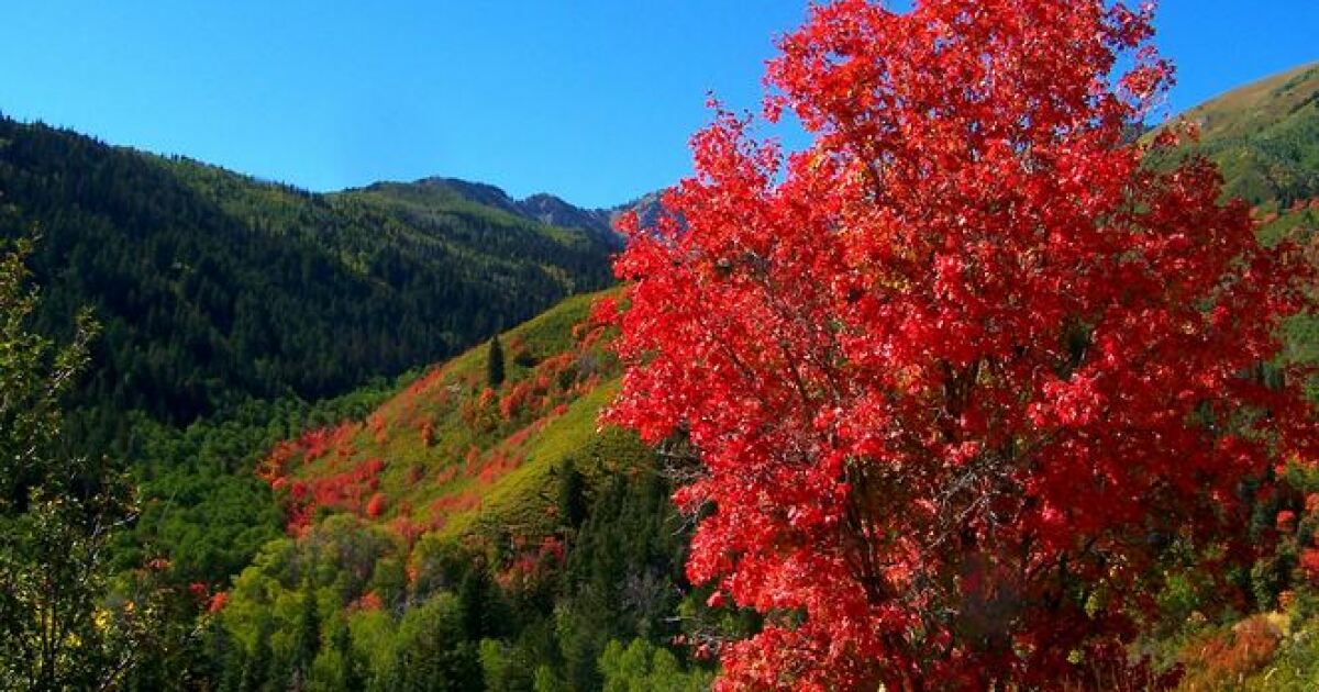 deciduous forest maple tree