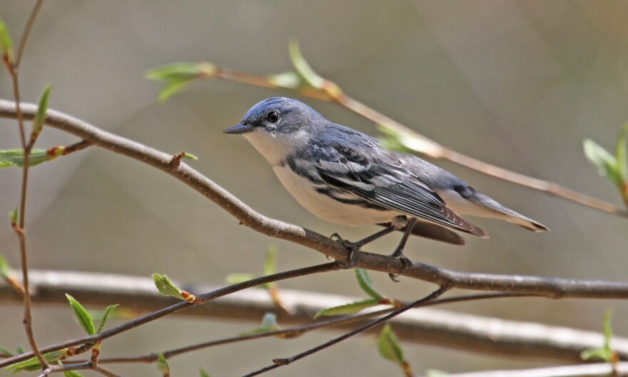 Cerulean Warbler