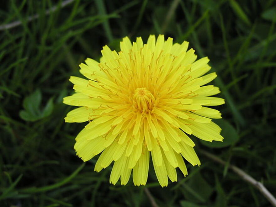 Dandelion flower