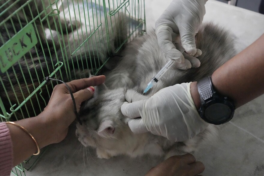A government official administers a rabies vaccine to a cat during a World Rabies Day campaign.
