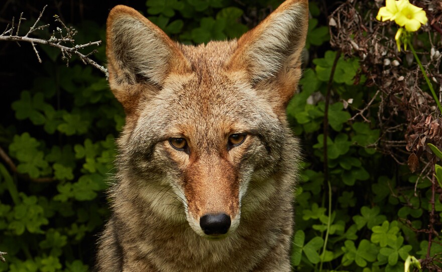 Don T Run What To Do Instead If You Encounter A Coyote Wunc Don T Run What To Do Instead If You Encounter A Coyote Wunc