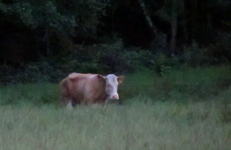 Yvonne, a cow that has lived in the wild since eluding a trip to the slaughterhouse in May, has foiled all attempts to capture her. Now officials say that she's not to be disturbed.