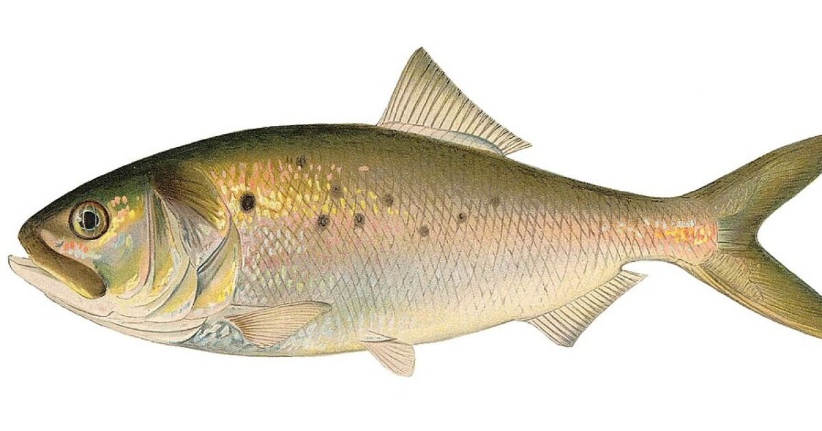 Limits Delayed on Menhaden Harvest by Virginia Fleet
