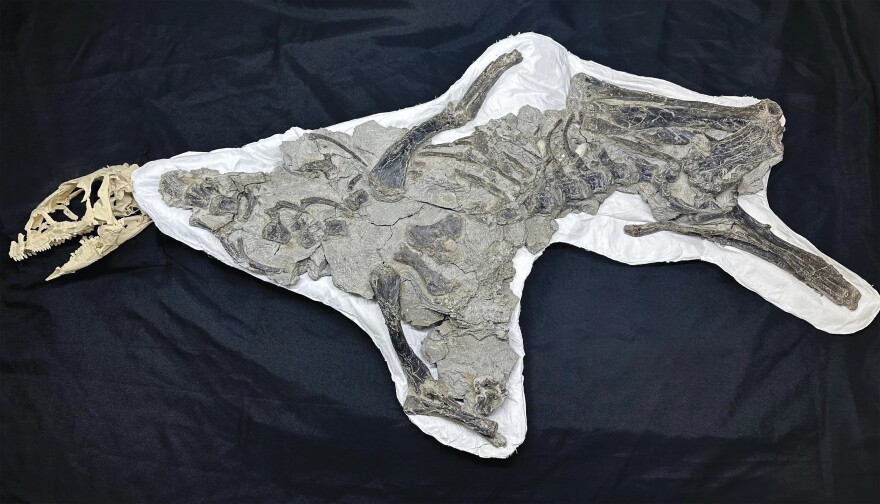 A nearly complete skeleton of Fona herzogae. The fossils sit against a black backdrop, with a 3D printed replica of the skull placed where the dinosaur's head would be.