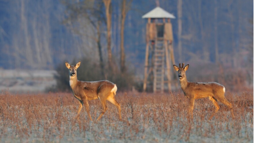 A third of deer sampled earlier this year in Northeast Ohio tested positive for COVID-19. [Shutterstock / Soru Epotok]