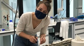 The young woman, with brown hair in a bun, wearing a black mask, white long-sleeve shirt and jeans, is hunched over sediment samples using tools to dig through them in a laboratory while looking straight into the camera. 