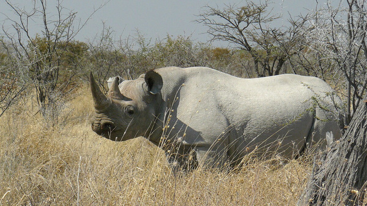 Corey Knowlton Shark
