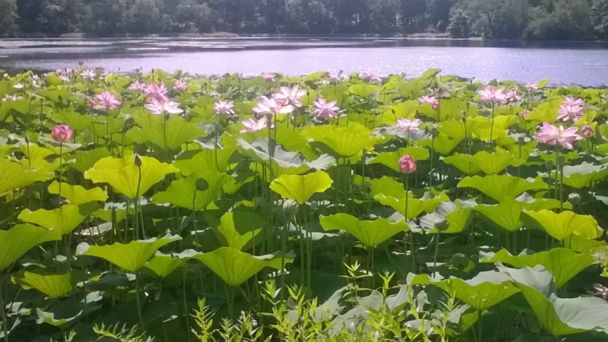 The sacred lotus was introduced to Meshanticut Lake in 2014 and spread quickly.