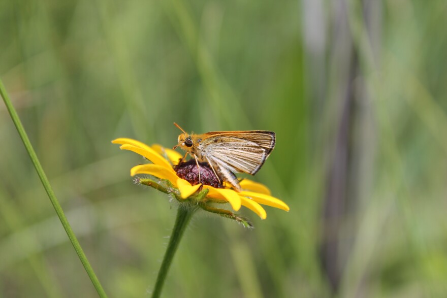 The Poweshiek skipperling at rest.