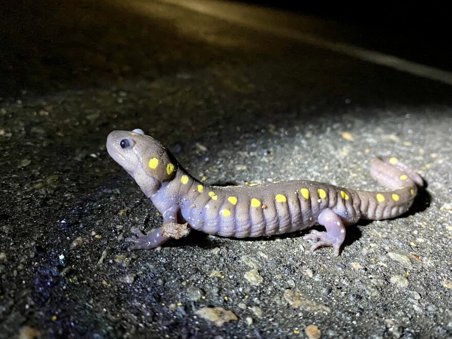 In northwestern, Connecticut, a salamander emerges from hibernation on the first "big night" of Spring.