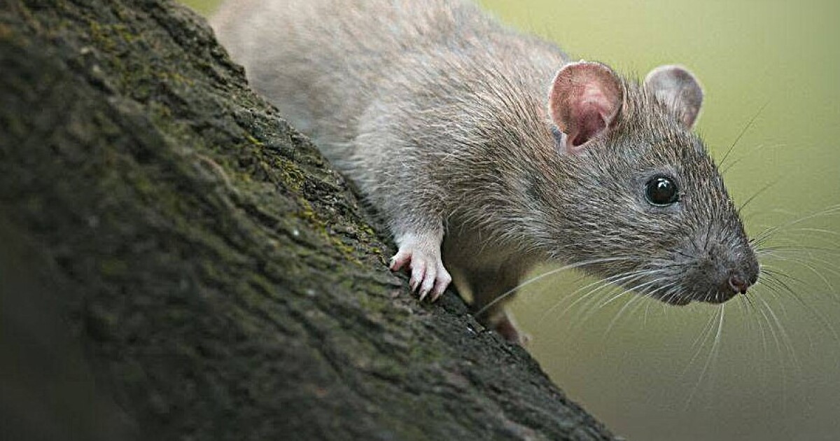 Ada County Officials meet to figure out what to do with all these rats