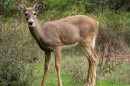 A white-tailed stag; the white-tailed deer is the only type of deer present in South Carolina.