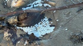 EGLE staff observed plastic pellets on the shoreline and waterway of the Kalamazoo River following a spill from a tractor trailer on I-196 near Saugatuck in January 2026.