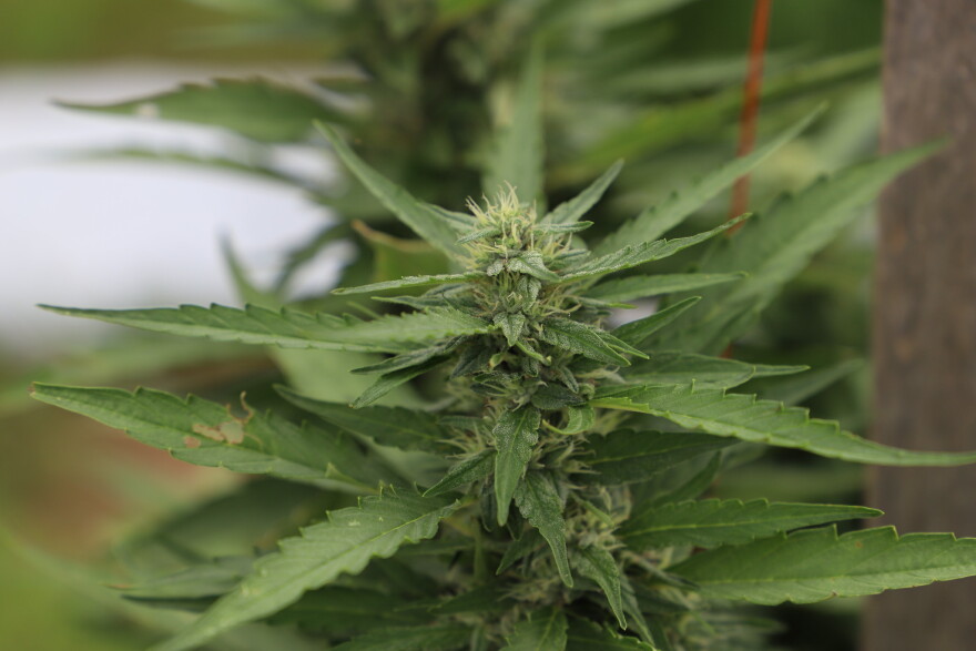 The federal government defines hemp as cannabis plants with less than 0.3% delta-9 THC by dry weight. That definition has allowed hemp companies to produce products with higher amounts of THC. But that will change in December if a rule change goes into effect.