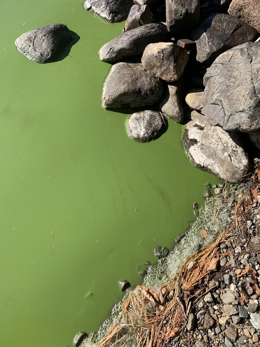 Water at a the edge of a lake is bright green