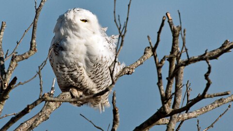 Snowy Owl