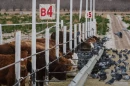 Communities along the U.S-Mexico border are bracing for the New World screwworm, a fly that poses a major threat to Texas' billion-dollar cattle industry.