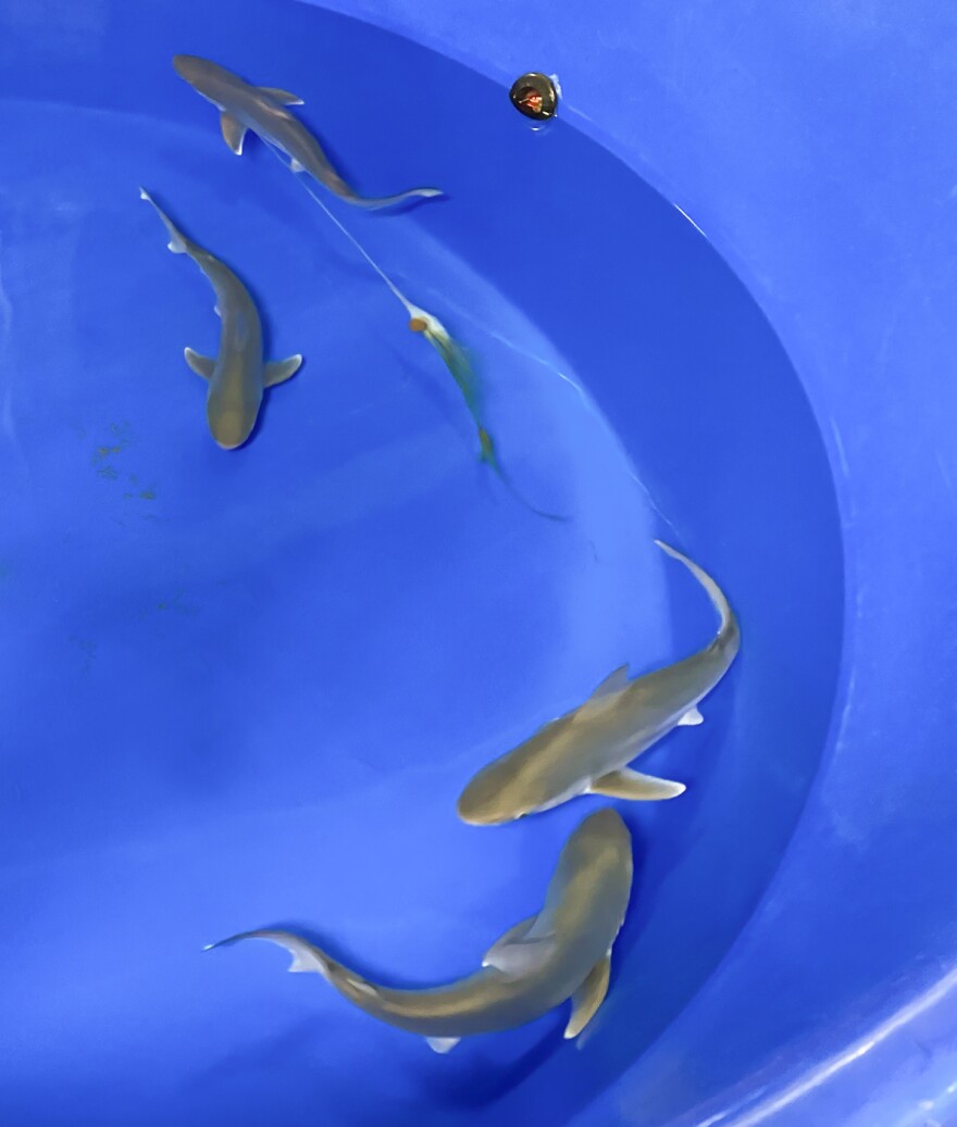 Four healthy pups were born at OdySea Aquarium on Feb. 20, 2020.