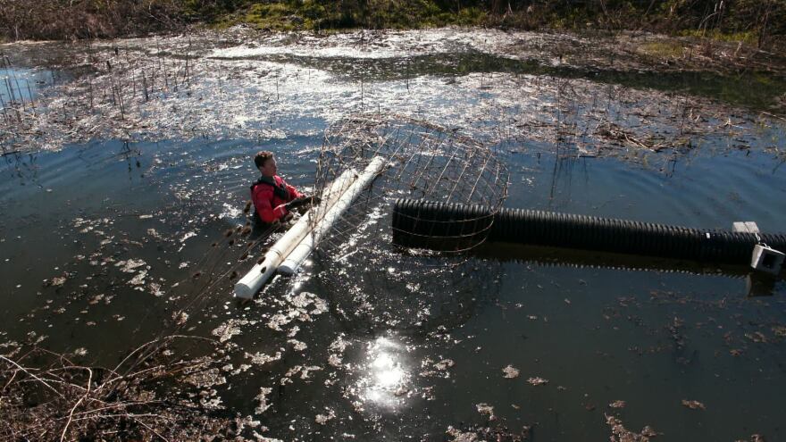 Jakob Shockey floats a pond leveler out into the middle of the beaver pond in Phoenix. The device acts like a bathtub overflow drain, preventing the pond from growing any big, no matter how high the beaver builds the dam.