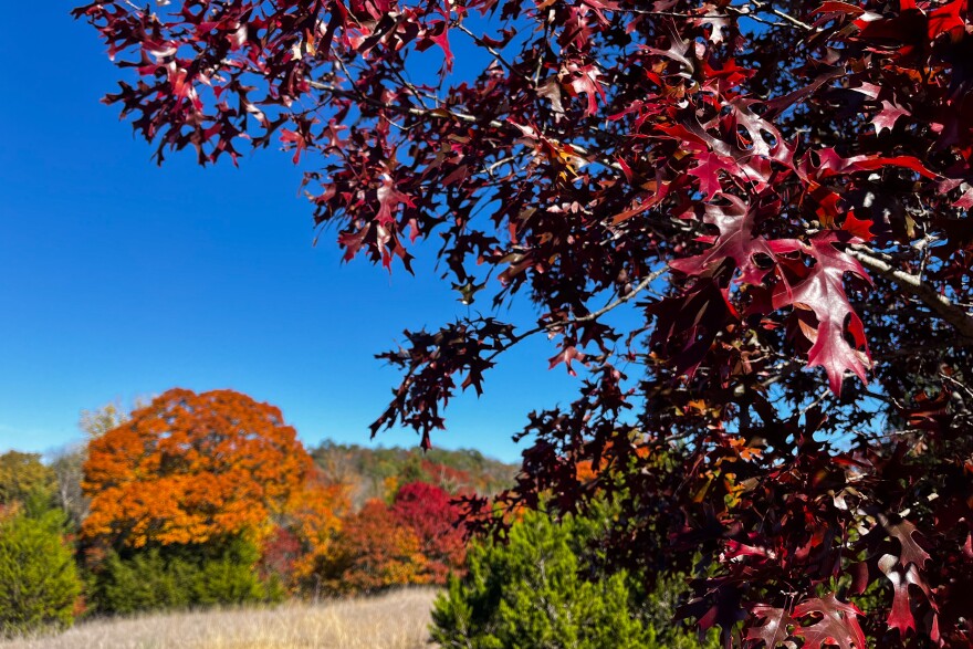 Fall colors blaze near the trail at Eagle Mountain Park in Fort Worth.