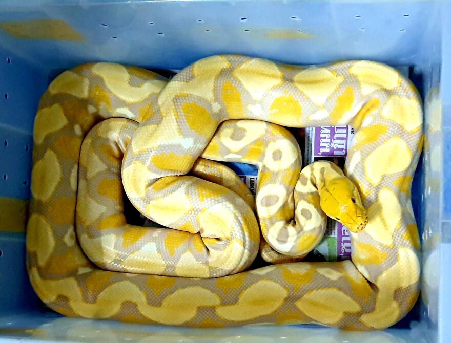 Among a recent haul of snakes in Bangkok was an albino Burmese python.