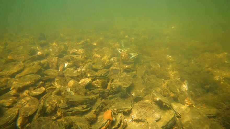 Underwater view of oyster reef restoration project in Mashpee's Hamblin Pond. 100,000 live oysters were added to the shell reef in June 2026. (Courtesy Dan Goulart, The Nature Conservancy Massachusetts)