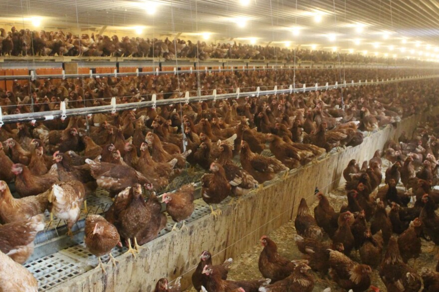 Flocks of all sizes are at risk of avian flu.